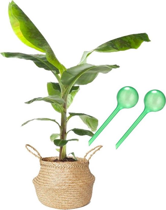 Waterbol groen (XL) - Set 2 stuks / Waterdruppelaar, plantdruppelaar, watergeefsysteem, druppelsysteem, bewateringssysteem voor blije planten