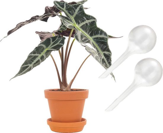 Waterbol transparant (S) - Set 2 stuks / Waterdruppelaar, plantdruppelaar, watergeefsysteem, druppelsysteem, bewateringssysteem voor blije planten