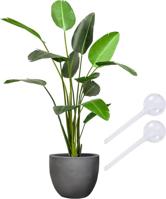 Waterbol transparant (XL) - Set 2 stuks / Waterdruppelaar, plantdruppelaar, watergeefsysteem, druppelsysteem, bewateringssysteem voor blije planten