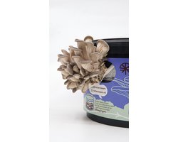 rotterzwam growkit - Oesterzwammen kweekset, leer hoe je thuis circulair kweekt op je eigen koffieprut - uitgebreide support met tips, tricks, instructie videos & foto's - 100% gerecycled plastic - lokaal & sociaal geproduceerd