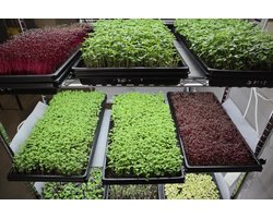 Eat Your Microgreens - 1020 Shallow Microgreen Sprouting Tray Set - Kweekbak Zaaitray Set - (2 Trays)