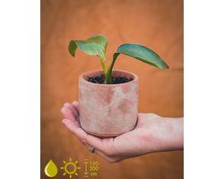 STRELITZIA NICOLAI KWEEKSETJE - GROW YOUR OWNN