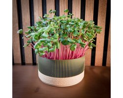 Microgroenten & Cressen Growkit – Makkelijk startpakket voor beginners – Oogst in 1 week – Leuk cadeau – Duurzaam - Forest Sand - DIY kweekset